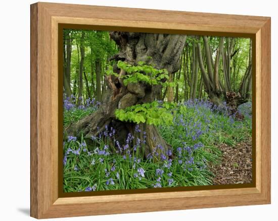 Common hornbeam trees with bluebells in undergrowth, UK-Andy Sands-Framed Premier Image Canvas