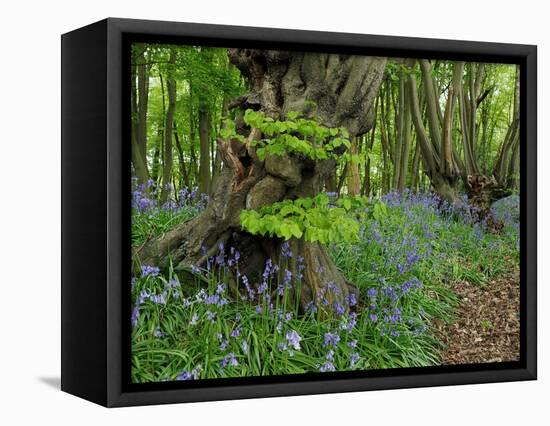 Common hornbeam trees with bluebells in undergrowth, UK-Andy Sands-Framed Premier Image Canvas