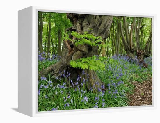 Common hornbeam trees with bluebells in undergrowth, UK-Andy Sands-Framed Premier Image Canvas