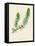 'Common Hornwort', c1891, (1891)-Anne Pratt-Framed Premier Image Canvas