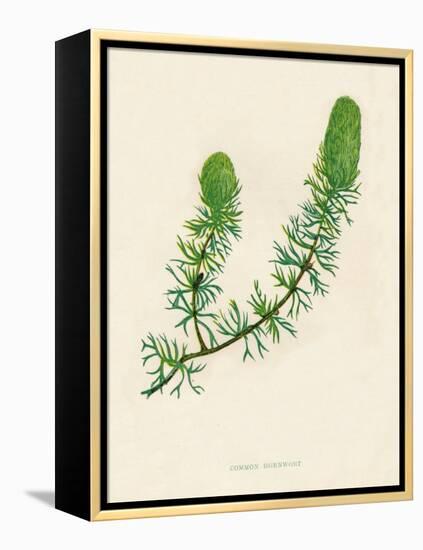 'Common Hornwort', c1891, (1891)-Anne Pratt-Framed Premier Image Canvas