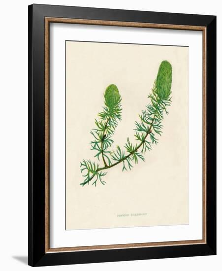 'Common Hornwort', c1891, (1891)-Anne Pratt-Framed Giclee Print