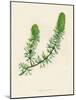 'Common Hornwort', c1891, (1891)-Anne Pratt-Mounted Giclee Print