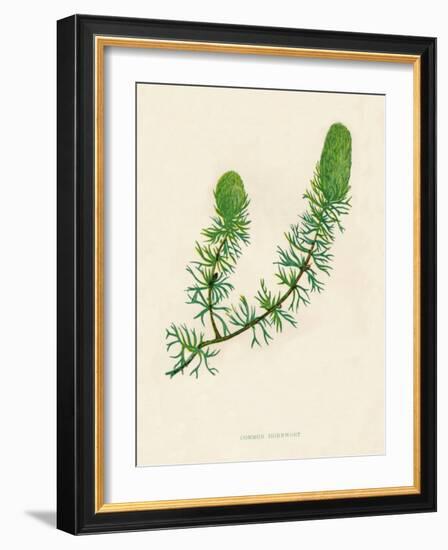 'Common Hornwort', c1891, (1891)-Anne Pratt-Framed Giclee Print