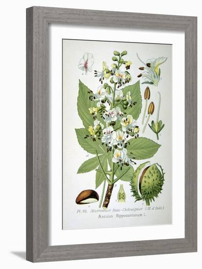 Common Horse Chestnut, 1893-null-Framed Giclee Print