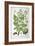 Common Horse Chestnut, 1893-null-Framed Giclee Print