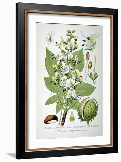 Common Horse Chestnut, 1893-null-Framed Giclee Print