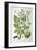 Common Horse Chestnut, 1893-null-Framed Giclee Print