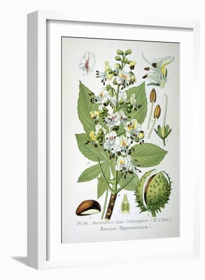 Common Horse Chestnut, 1893-null-Framed Giclee Print