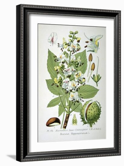 Common Horse Chestnut, 1893-null-Framed Giclee Print