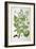 Common Horse Chestnut, 1893-null-Framed Giclee Print