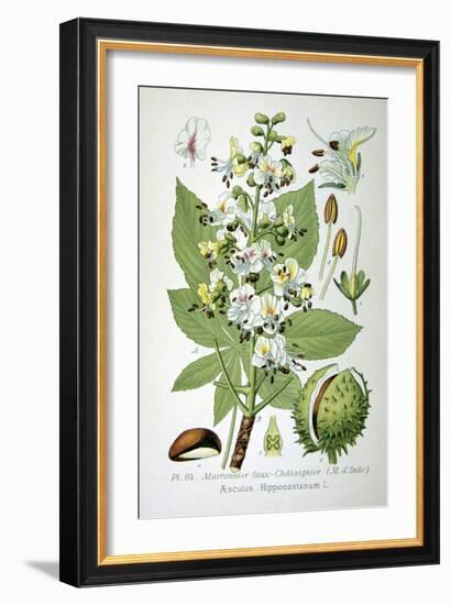 Common Horse Chestnut, 1893-null-Framed Giclee Print