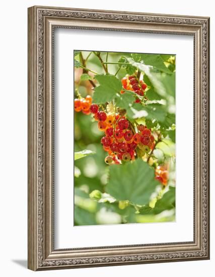 common horsetail or red currant (Ribes rubrum), Germany, Europe-David & Micha Sheldon-Framed Photographic Print