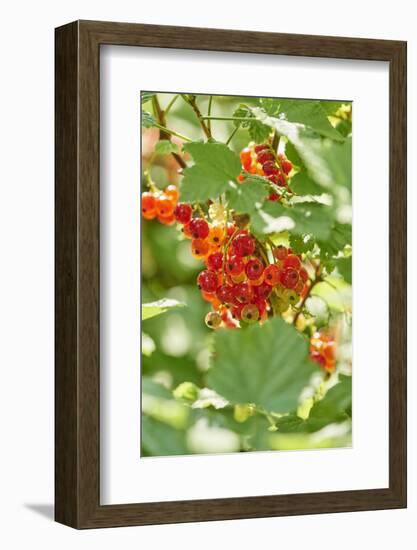 common horsetail or red currant (Ribes rubrum), Germany, Europe-David & Micha Sheldon-Framed Photographic Print