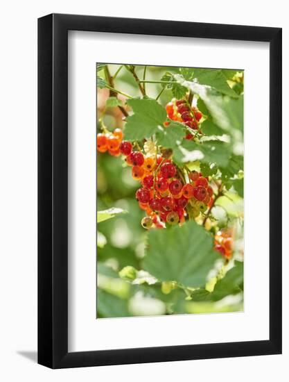 common horsetail or red currant (Ribes rubrum), Germany, Europe-David & Micha Sheldon-Framed Photographic Print