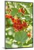 common horsetail or red currant (Ribes rubrum), Germany, Europe-David & Micha Sheldon-Mounted Photographic Print