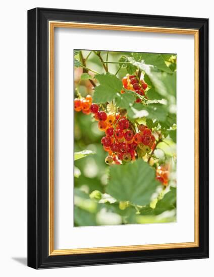 common horsetail or red currant (Ribes rubrum), Germany, Europe-David & Micha Sheldon-Framed Photographic Print