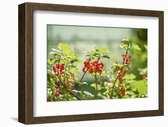 common horsetail or red currant (Ribes rubrum), Germany, Europe-David & Micha Sheldon-Framed Photographic Print