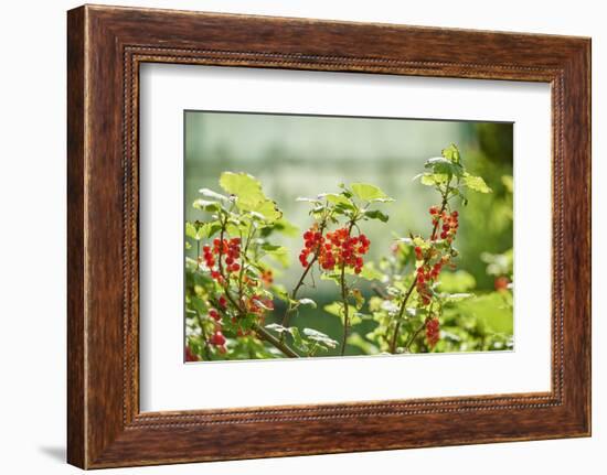 common horsetail or red currant (Ribes rubrum), Germany, Europe-David & Micha Sheldon-Framed Photographic Print