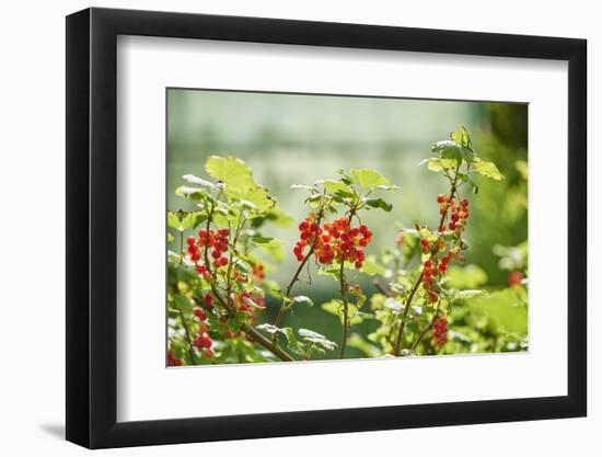 common horsetail or red currant (Ribes rubrum), Germany, Europe-David & Micha Sheldon-Framed Photographic Print