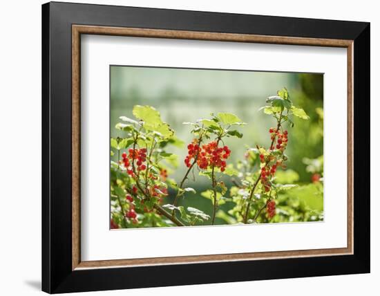 common horsetail or red currant (Ribes rubrum), Germany, Europe-David & Micha Sheldon-Framed Photographic Print