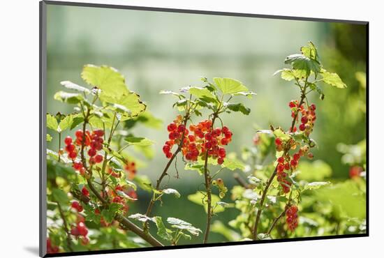 common horsetail or red currant (Ribes rubrum), Germany, Europe-David & Micha Sheldon-Mounted Photographic Print