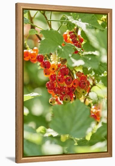 common horsetail or red currant (Ribes rubrum), Germany, Europe-David & Micha Sheldon-Framed Premier Image Canvas