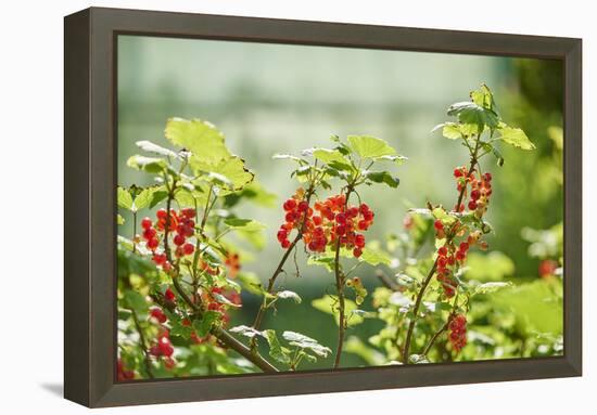 common horsetail or red currant (Ribes rubrum), Germany, Europe-David & Micha Sheldon-Framed Premier Image Canvas