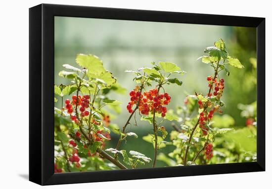 common horsetail or red currant (Ribes rubrum), Germany, Europe-David & Micha Sheldon-Framed Premier Image Canvas