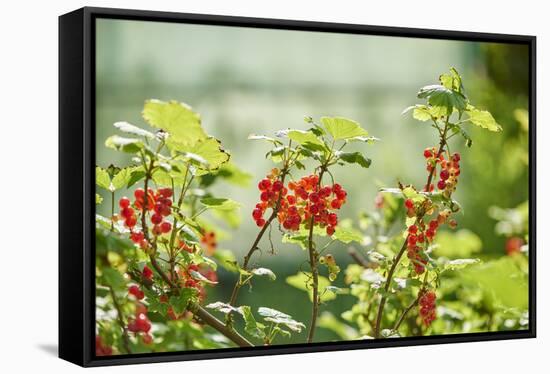 common horsetail or red currant (Ribes rubrum), Germany, Europe-David & Micha Sheldon-Framed Stretched Canvas