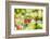 common horsetail or red currant (Ribes rubrum), Germany, Europe-David & Micha Sheldon-Framed Photographic Print