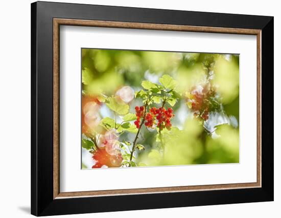 common horsetail or red currant (Ribes rubrum), Germany, Europe-David & Micha Sheldon-Framed Photographic Print