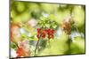 common horsetail or red currant (Ribes rubrum), Germany, Europe-David & Micha Sheldon-Mounted Photographic Print