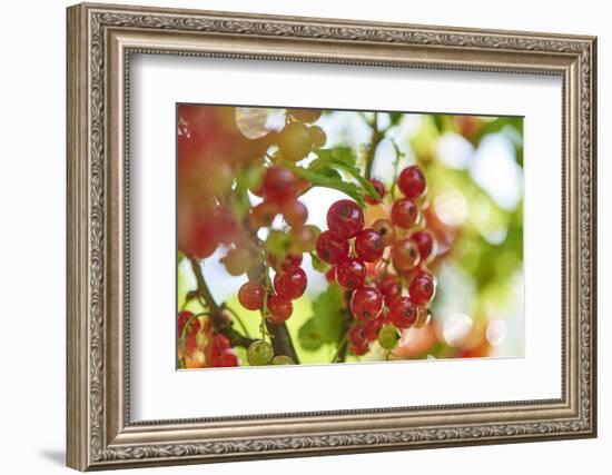 common horsetail or red currant (Ribes rubrum), Germany, Europe-David & Micha Sheldon-Framed Photographic Print