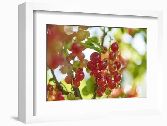 common horsetail or red currant (Ribes rubrum), Germany, Europe-David & Micha Sheldon-Framed Photographic Print