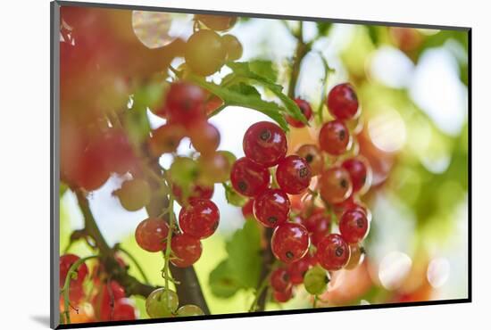 common horsetail or red currant (Ribes rubrum), Germany, Europe-David & Micha Sheldon-Mounted Photographic Print