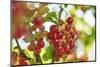 common horsetail or red currant (Ribes rubrum), Germany, Europe-David & Micha Sheldon-Mounted Photographic Print