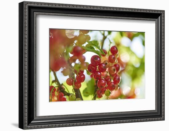 common horsetail or red currant (Ribes rubrum), Germany, Europe-David & Micha Sheldon-Framed Photographic Print