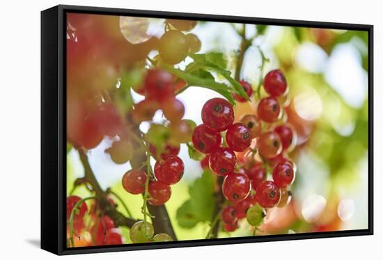 common horsetail or red currant (Ribes rubrum), Germany, Europe-David & Micha Sheldon-Framed Stretched Canvas