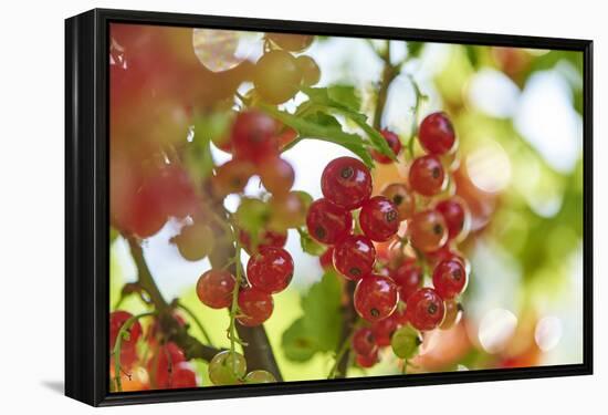 common horsetail or red currant (Ribes rubrum), Germany, Europe-David & Micha Sheldon-Framed Premier Image Canvas
