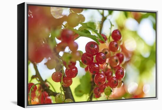 common horsetail or red currant (Ribes rubrum), Germany, Europe-David & Micha Sheldon-Framed Premier Image Canvas