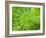 Common Horsetail-Ethan Welty-Framed Photographic Print