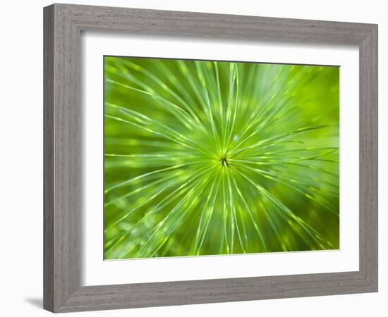 Common Horsetail-Ethan Welty-Framed Photographic Print