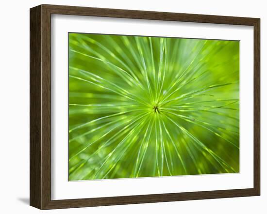 Common Horsetail-Ethan Welty-Framed Photographic Print