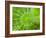 Common Horsetail-Ethan Welty-Framed Photographic Print