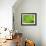 Common Horsetail-Ethan Welty-Framed Photographic Print displayed on a wall
