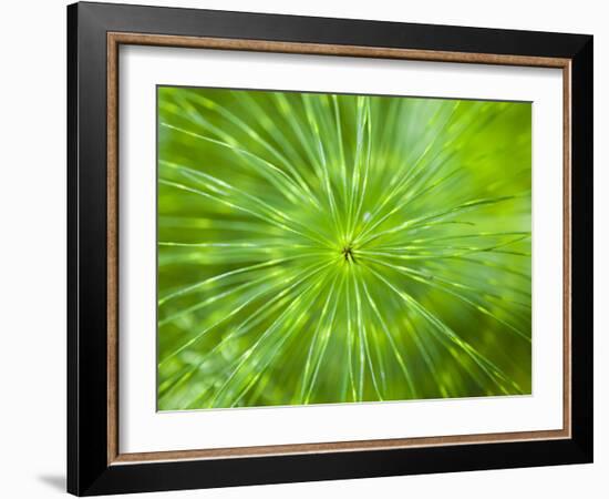 Common Horsetail-Ethan Welty-Framed Photographic Print