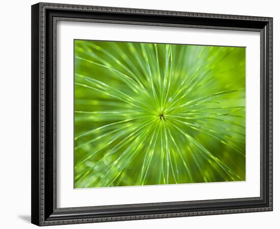 Common Horsetail-Ethan Welty-Framed Photographic Print