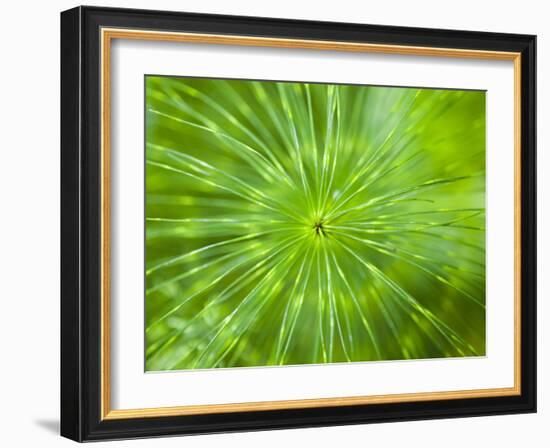Common Horsetail-Ethan Welty-Framed Photographic Print