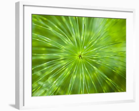 Common Horsetail-Ethan Welty-Framed Photographic Print